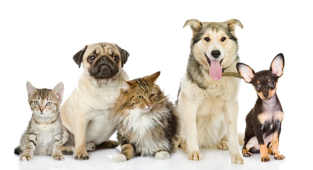 A group of cats and dogs pets